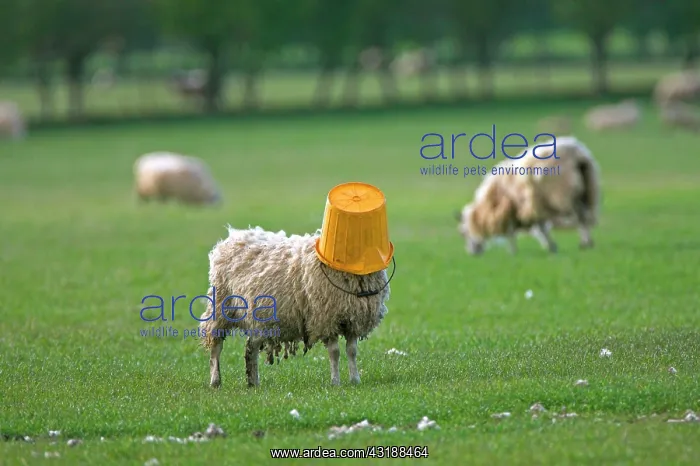 : Domestic Sheep (Ovis aries), adult, with feed bucket : Domestic Sheep (Ovis aries), adult, with feed bucket