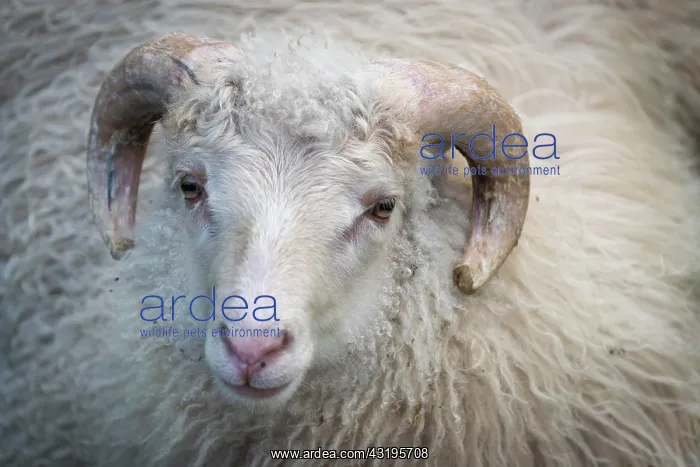 : Domestic sheep (Ovis aries), animal portrait, Faroe : Domestic sheep (Ovis aries), animal portrait, Faroe