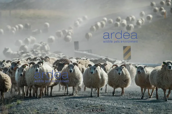 : Domestic sheep (Ovis aries), herd is driven from : Domestic sheep (Ovis aries), herd is driven from