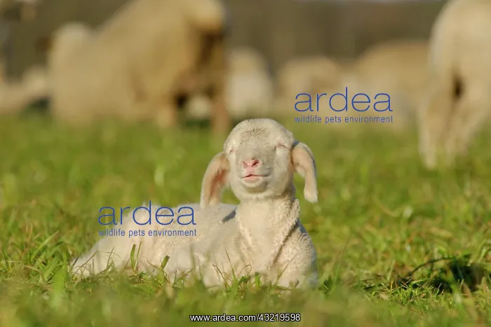 : Domestic sheep (Ovis aries), lamb on pasture, Germany : Domestic sheep (Ovis aries), lamb on pasture, Germany