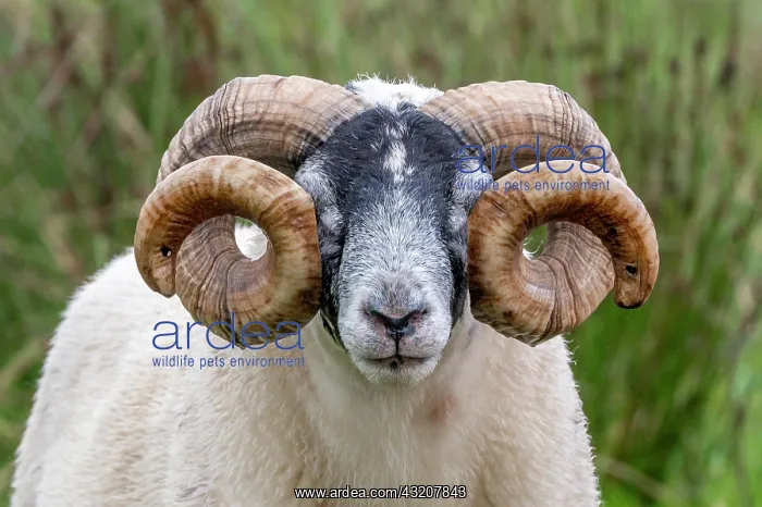 : Domestic sheep (Ovis aries) in a meadow, Isle of : Domestic sheep (Ovis aries) in a meadow, Isle of