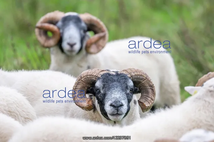 : Domestic sheep (Ovis aries) in a meadow, Isle of : Domestic sheep (Ovis aries) in a meadow, Isle of