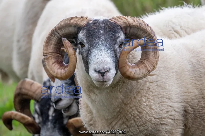 : Domestic sheep (Ovis aries) in a meadow, Isle of : Domestic sheep (Ovis aries) in a meadow, Isle of