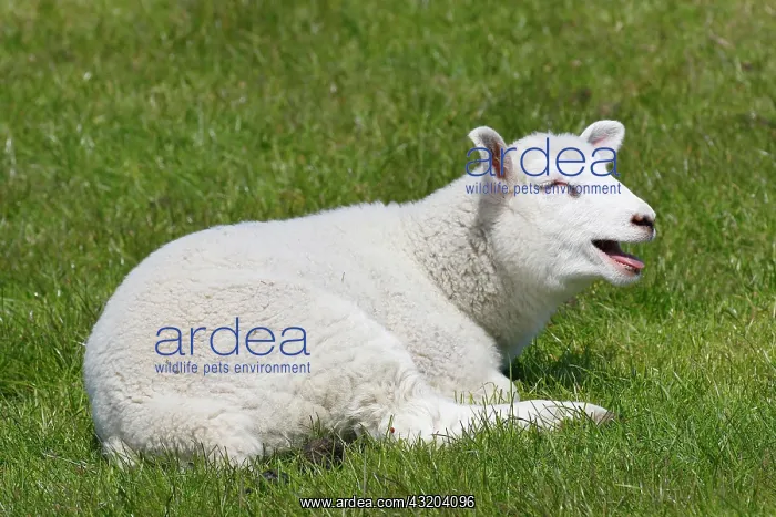 : Domestic sheep (Ovis gmelini aries) bleating lamb : Domestic sheep (Ovis gmelini aries) bleating lamb