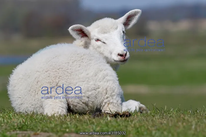 : Domestic sheep (Ovis gmelini aries) lamb resting : Domestic sheep (Ovis gmelini aries) lamb resting