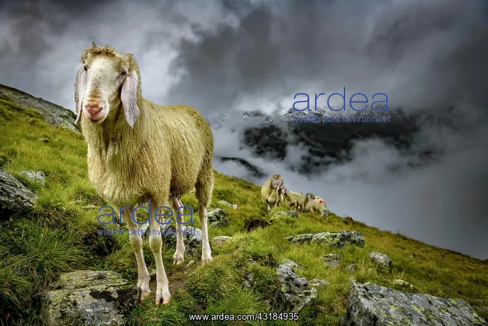 : Domestic sheep (Ovis gmelini aries) on mountain : Domestic sheep (Ovis gmelini aries) on mountain