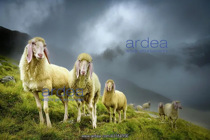 : Domestic sheep (Ovis gmelini aries) on mountain : Domestic sheep (Ovis gmelini aries) on mountain
