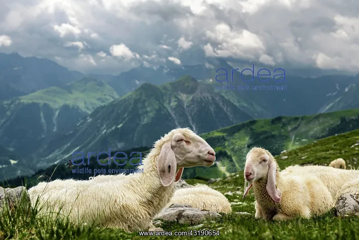 : Domestic sheep (Ovis gmelini aries) on mountain : Domestic sheep (Ovis gmelini aries) on mountain