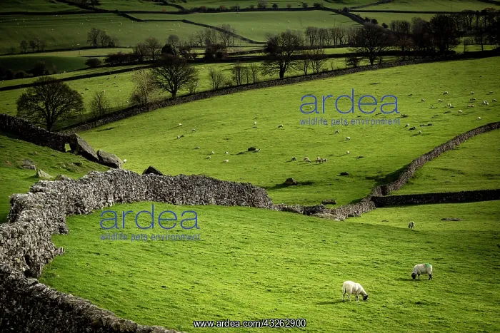 : Domestic sheep (Ovis gmelini aries) on pasture surrounded : Domestic sheep (Ovis gmelini aries) on pasture surrounded