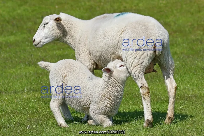 : Domestic sheep (Ovis gmelini aries) suckling lamb : Domestic sheep (Ovis gmelini aries) suckling lamb