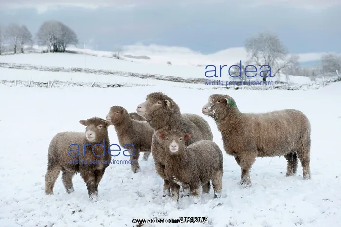 : Domestic sheep, Poll Dorset, ewes and lambs standing : Domestic sheep, Poll Dorset, ewes and lambs standing