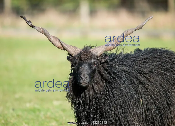: Domestic sheep, Racka, Hungarian multi-purpose breed : Domestic sheep, Racka, Hungarian multi-purpose breed