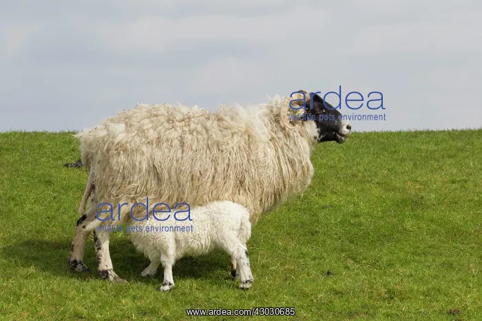  : Domestic sheep sheep with lamb