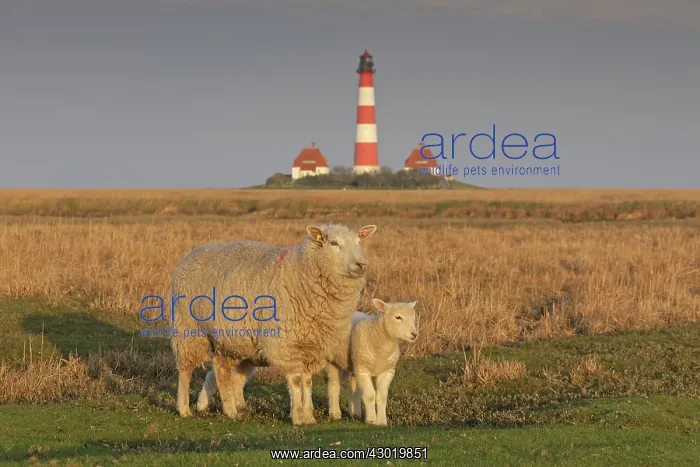 : Domestic Sheep sheep with lamb at Lighthouse : Domestic Sheep sheep with lamb at Lighthouse