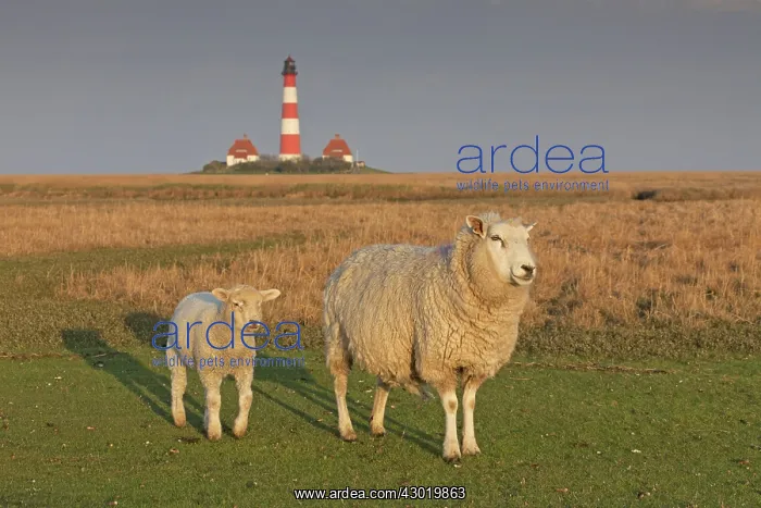 : Domestic Sheep sheep with lamb at Lighthouse : Domestic Sheep sheep with lamb at Lighthouse