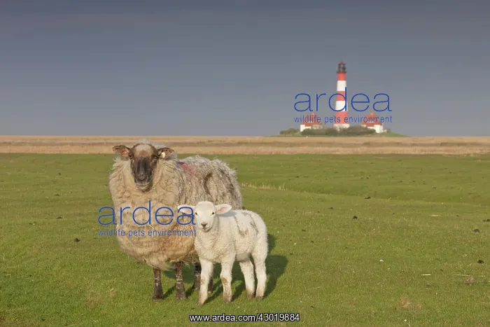  : Domestic Sheep sheep with lamb at Lighthouse