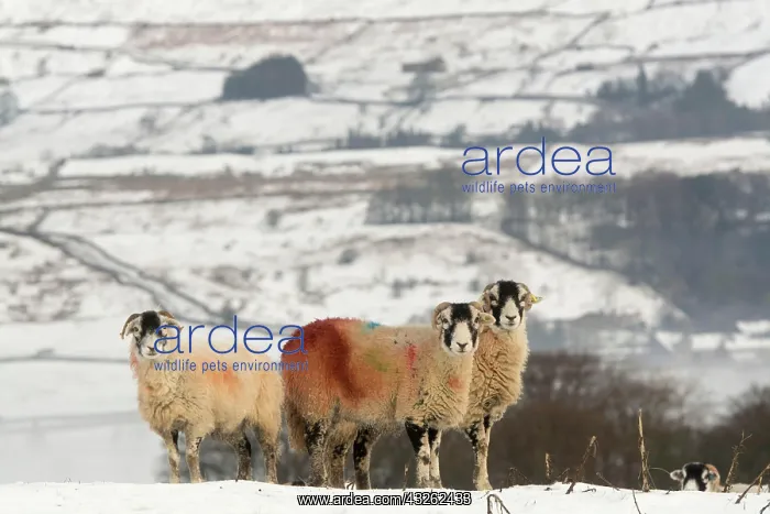 : Domestic sheep, Swaledale ewes, with markings from : Domestic sheep, Swaledale ewes, with markings from