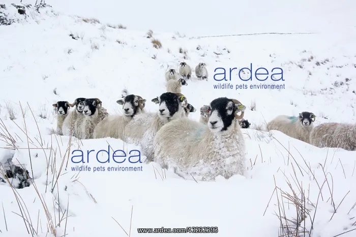 : Domestic sheep, Swaledale flock wandering through : Domestic sheep, Swaledale flock wandering through