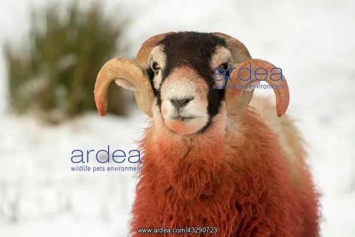: Domestic Sheep, Swaledale ram, covered in dye raddle : Domestic Sheep, Swaledale ram, covered in dye raddle