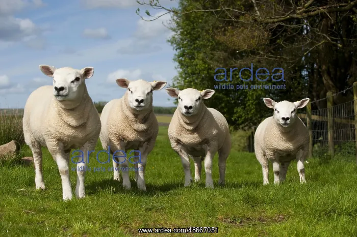 : Domestic Sheep, Texel tup lambs, all produced by same sire : Domestic Sheep, Texel tup lambs, all produced by same sire