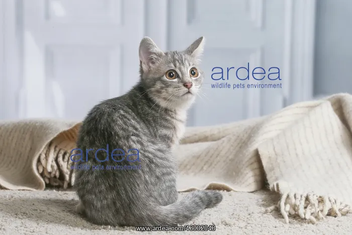 : Domestic short haired cat indoors : Domestic short haired cat indoors