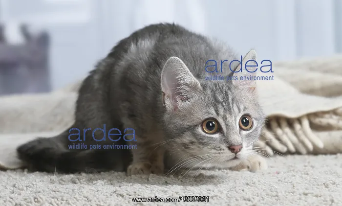 : Domestic short haired cat indoors : Domestic short haired cat indoors