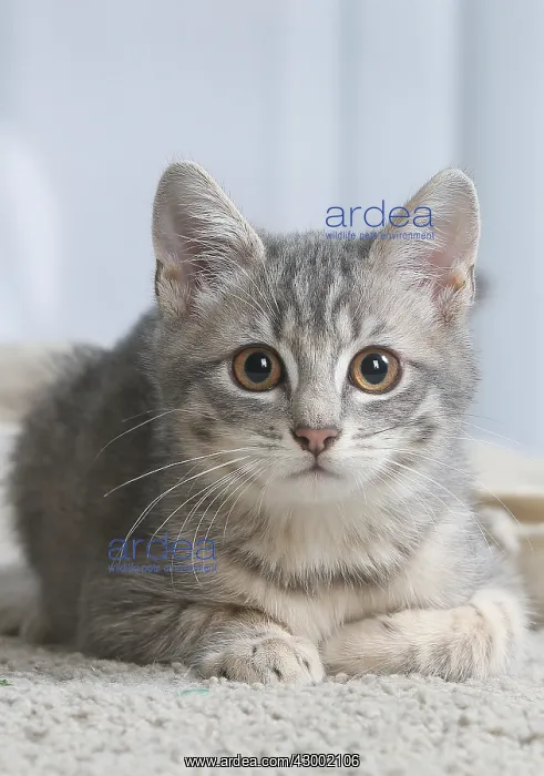  : Domestic short haired cat indoors