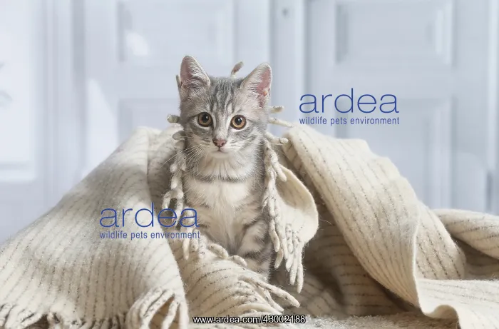 : Domestic short haired cat indoors : Domestic short haired cat indoors
