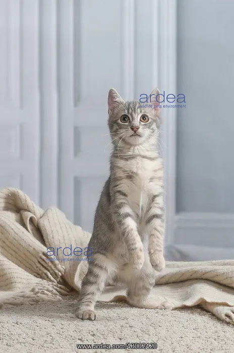 : Domestic short haired cat indoors : Domestic short haired cat indoors