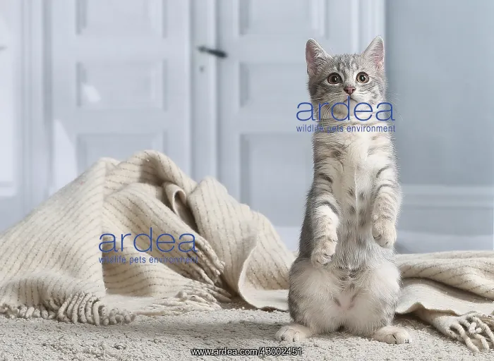 : Domestic short haired cat indoors : Domestic short haired cat indoors