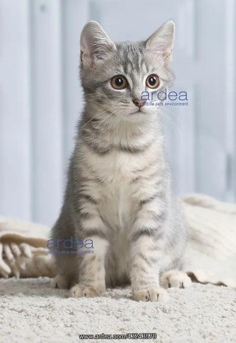 : Domestic short haired cat indoors : Domestic short haired cat indoors
