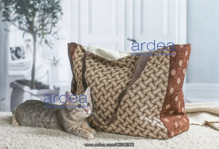 : Domestic short haired cat indoors : Domestic short haired cat indoors