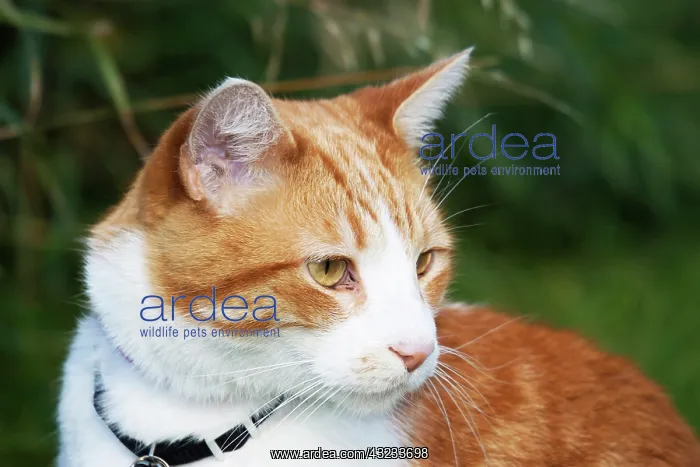 : Domestic shorthair cat marmalade in garden : Domestic shorthair cat marmalade in garden