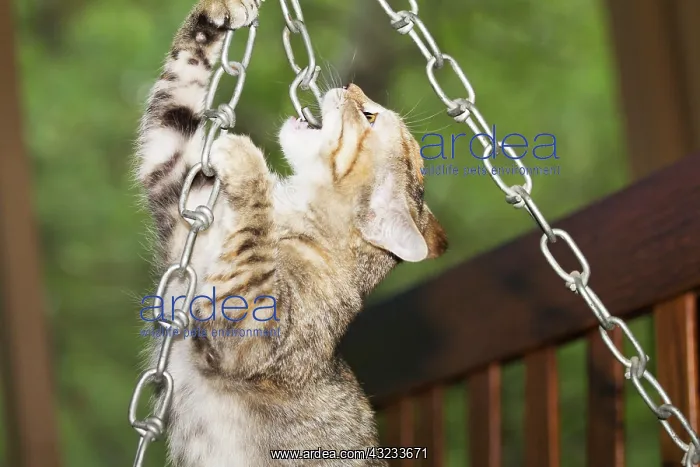 : Domestic shorthair kitten biting chain : Domestic shorthair kitten biting chain