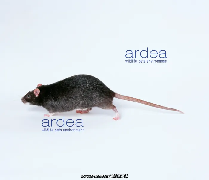 : Domestic Silvered Black Rat : Domestic Silvered Black Rat