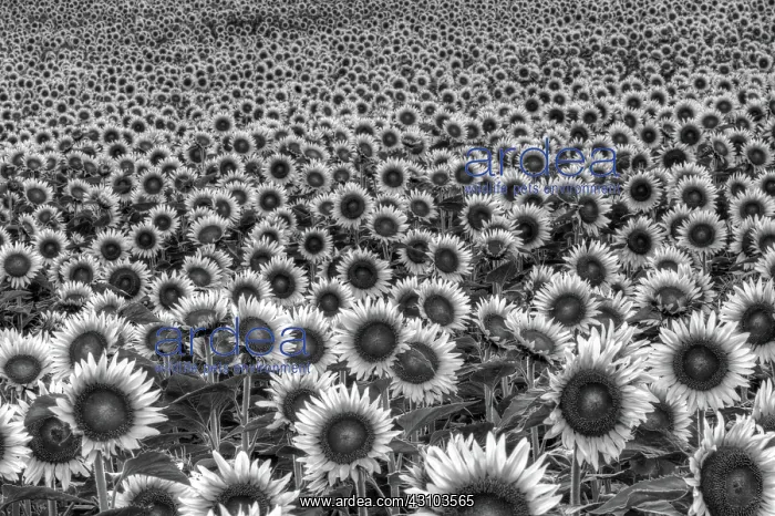 : Domestic Sunflower field : Domestic Sunflower field