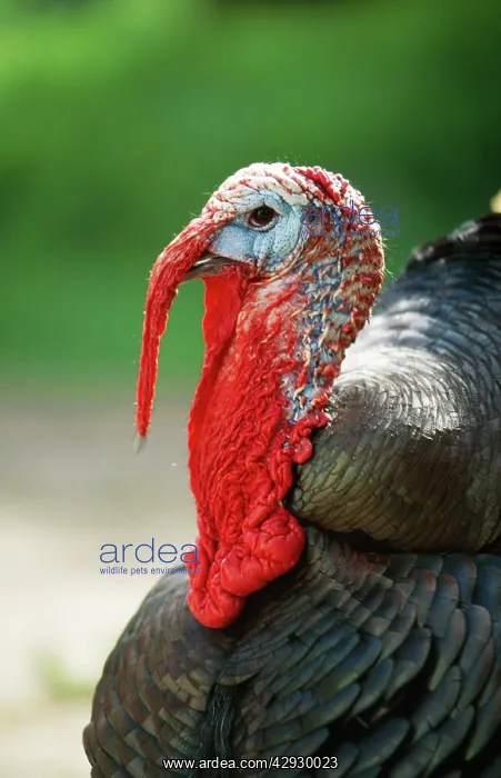  : Domestic TURKEY - Close-up of head