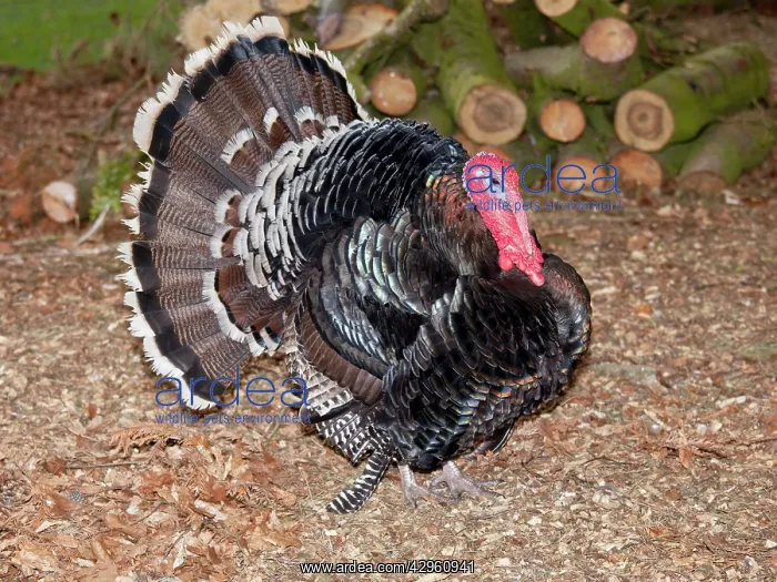: Domestic Turkey displaying tail fan : Domestic Turkey displaying tail fan