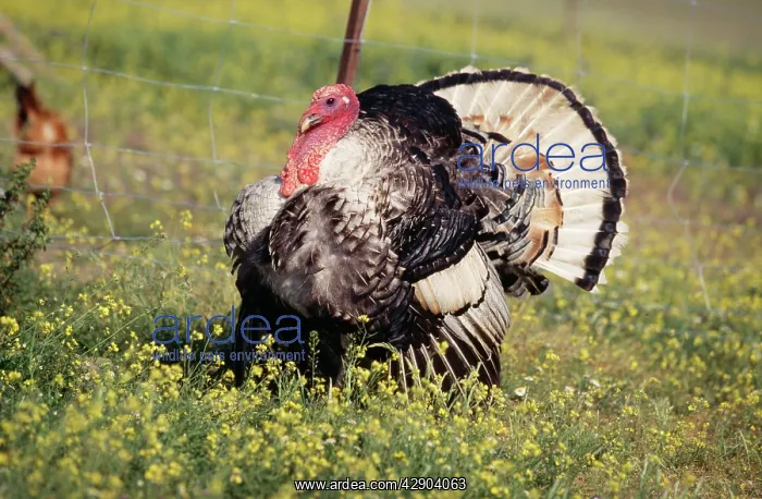  : DOMESTIC TURKEY - on grass