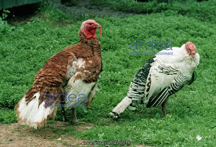 : Domestic TURKEYS - Bourbon Red (left) and Royal Palm : Domestic TURKEYS - Bourbon Red (left) and Royal Palm