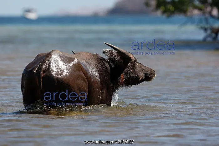 : Domestic Water Buffalo or Domestic Asian Water : Domestic Water Buffalo or Domestic Asian Water