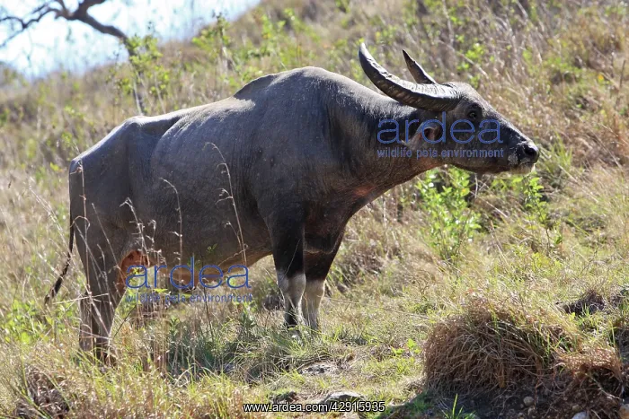 : Domestic Water Buffalo or Domestic Asian Water : Domestic Water Buffalo or Domestic Asian Water