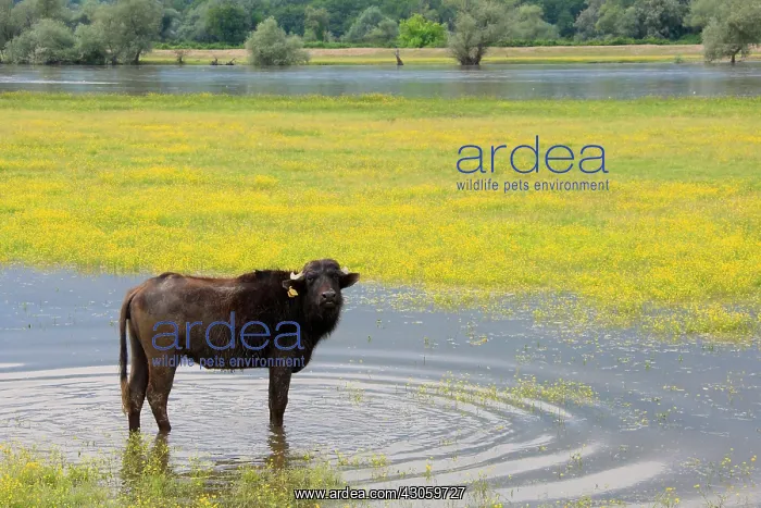 : Domestic water buffalo at the edge of lake Kerkini Greece : Domestic water buffalo at the edge of lake Kerkini Greece