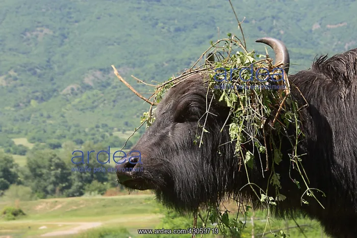 : Domestic water buffalo with plants on head Kerkini Greece : Domestic water buffalo with plants on head Kerkini Greece