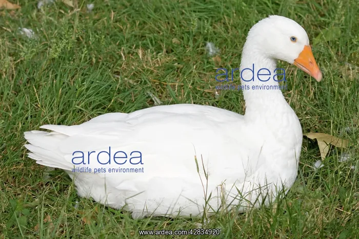  : Domestic White Goose