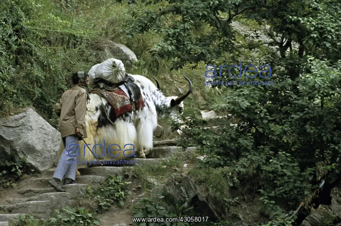 : Domestic Yack amount of stairs India : Domestic Yack amount of stairs India