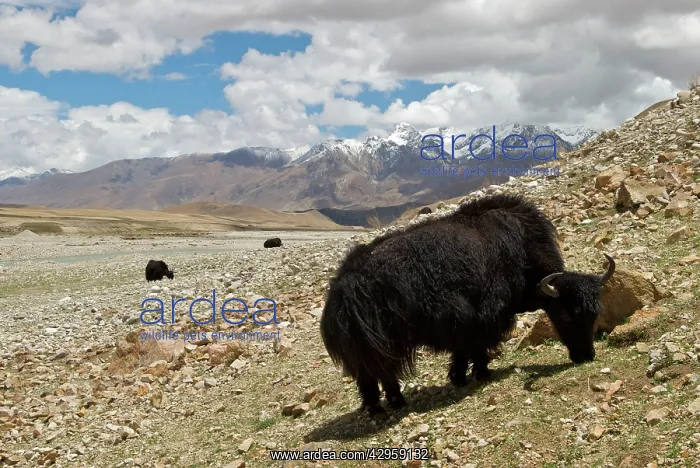 : Domestic Yak : Domestic Yak