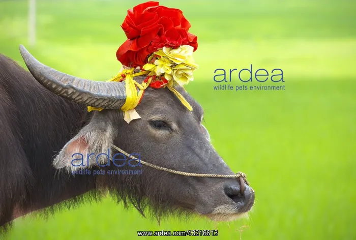 : Domestic yak decorated - Region Ninh Binh Vietnam : Domestic yak decorated - Region Ninh Binh Vietnam