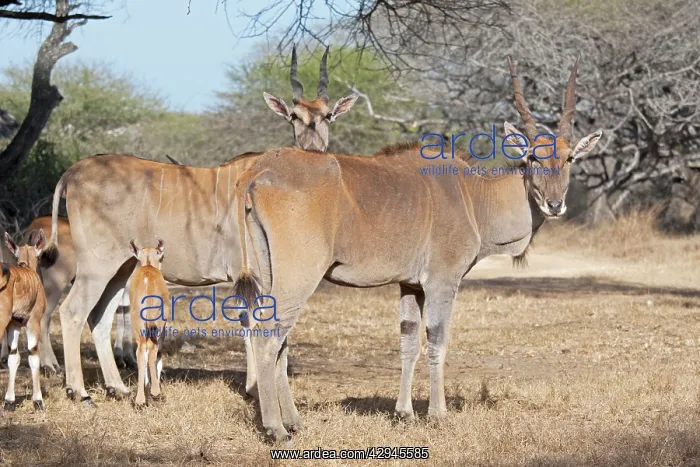  : Domesticated Eland