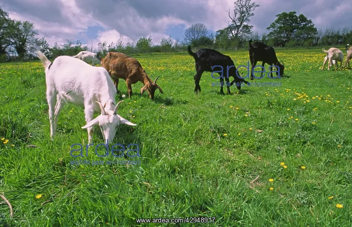 : Domesticated Goats - billy / nanny goats graze : Domesticated Goats - billy / nanny goats graze